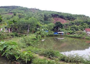 Đất ao là đất gì? Đất ao là loại đất gì?