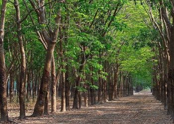 Thời hạn sử dụng đất là gì? Gia hạn sổ đỏ thế nào?