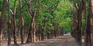 Thời hạn sử dụng đất là gì? Gia hạn sổ đỏ thế nào?