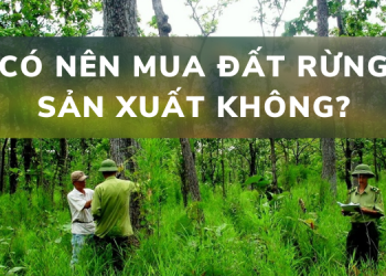 Có nên mua đất rừng sản xuất không