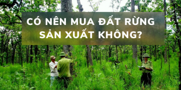 Có nên mua đất rừng sản xuất không