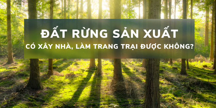 Có nên mua đất rừng sản xuất không?