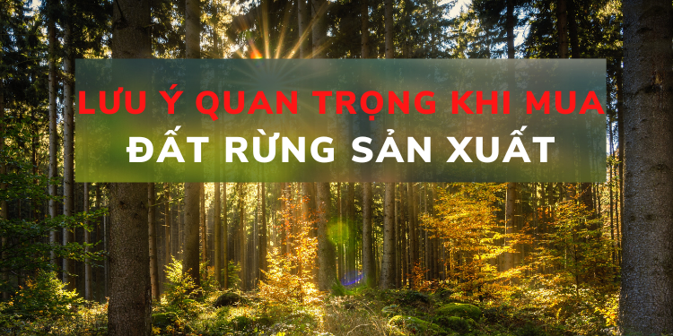 Có nên mua đất rừng sản xuất không. Lưu ý khi mua rừng sản xuất