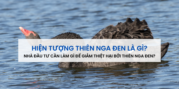 Thiên nga đen là gì? Ảnh hưởng của thiên nga đen tới kinh tế