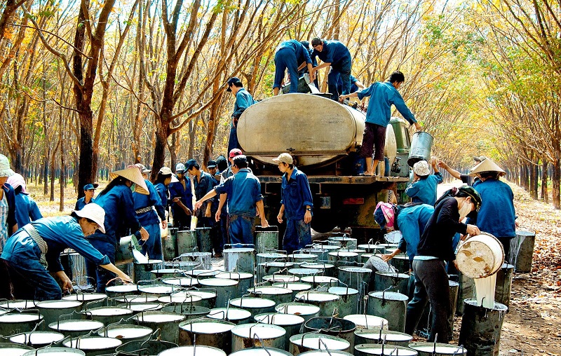 Doanh nghiệp cao su lớn nhất Việt Nam. Tập đoàn cao su Việt Nam